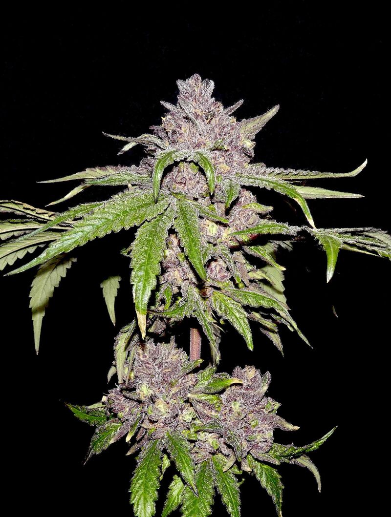 Papaya Sherbet, Фасовка: 1